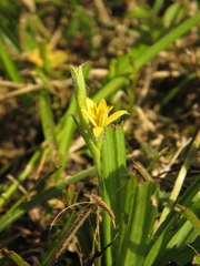 Hypoxis decumbens