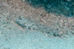 Fusigobius