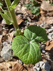 Petasites albus