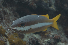 Lutjanus biguttatus