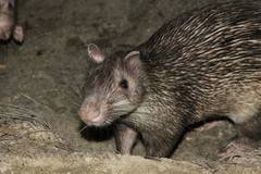 Asiatic Brush-Tailed Porcupine photo 5