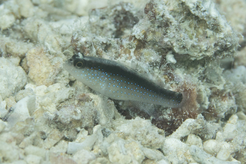 Bluespotted goby (Asterropteryx semipunctata) — Gobiidae — 5