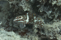 Coris dorsomacula