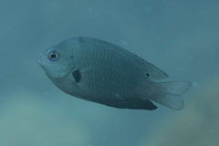 Pomacentrus microspilus