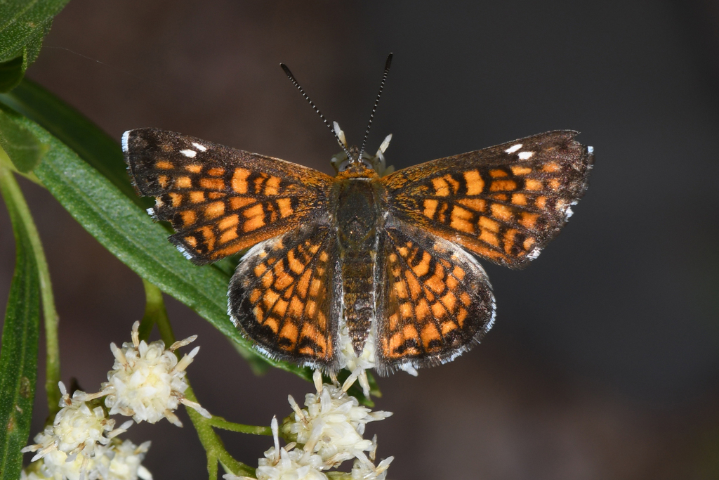Crescent Metalmark