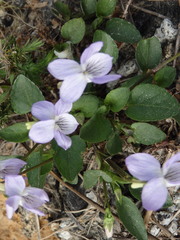 Viola lactea