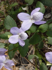 Viola lactea