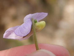 Viola lactea