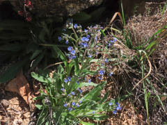 Cynoglottis barrelieri