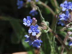 Cynoglottis barrelieri