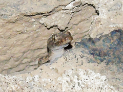 Mediodactylus heterocercus