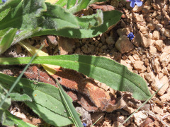 Cynoglottis barrelieri