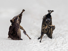 Hyphormides argentipunctata