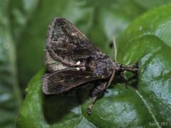 Hyphormides argentipunctata