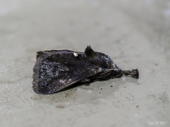 Hyphormides argentipunctata