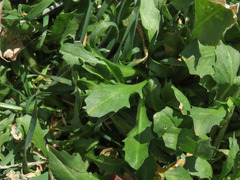 Calepina irregularis