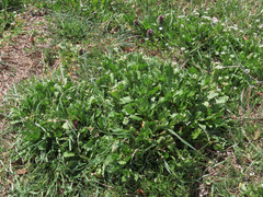 Calepina irregularis