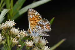 Emesis phyciodoides