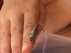 Lygodactylus capensis