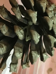 Lygodactylus capensis