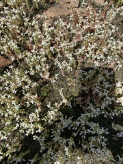Sedum pusillum