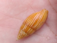 Mitridae