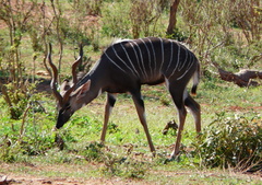 Tragelaphus imberbis