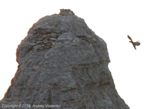 Coracopsis vasa drouhardi