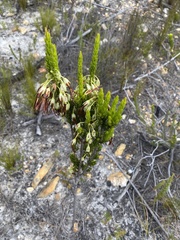 Erica plukenetii