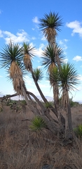 Yucca periculosa