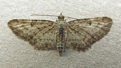 Eupithecia subumbrata