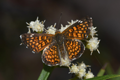 Emesis phyciodoides