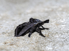 Hyphormides argentipunctata