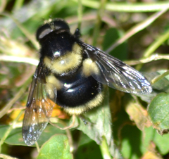 Volucella bombylans