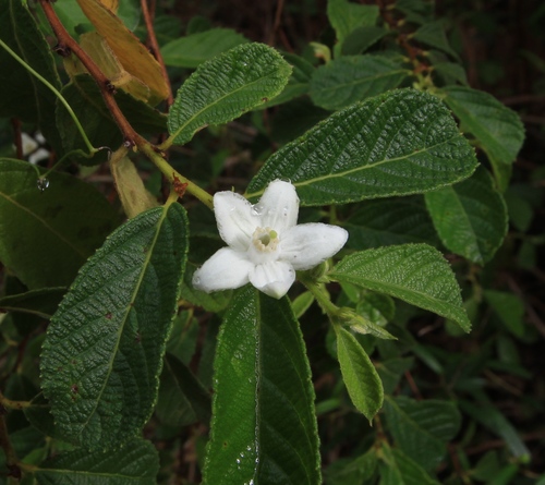Casearia dodecandra, photograph 4