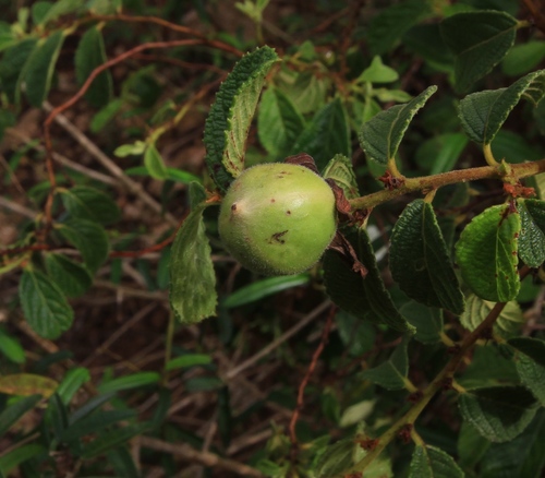 Casearia dodecandra, photograph 5