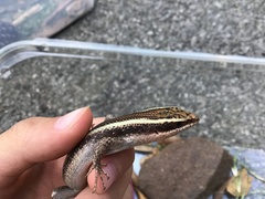 Trachylepis striata