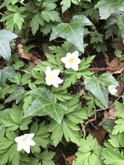 Anemonoides nemorosa