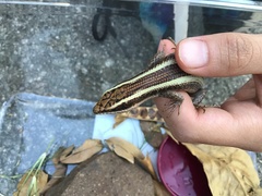 Trachylepis striata