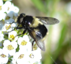 Volucella bombylans