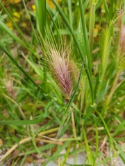 Hordeum murinum