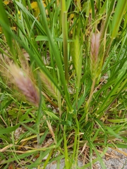 Hordeum murinum