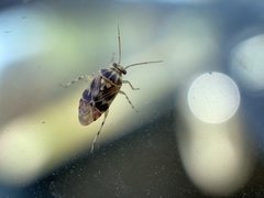 Tropidosteptes quercicola
