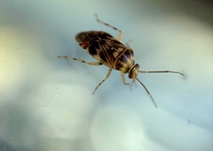 Tropidosteptes quercicola