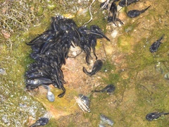 Phrynomantis annectens