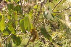 Hura polyandra
