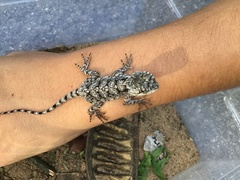 Acanthocercus atricollis