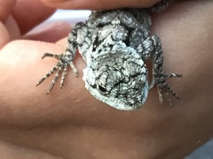 Acanthocercus atricollis