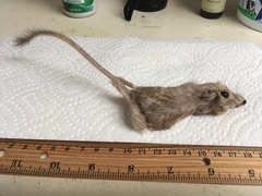 Chaetodipus penicillatus