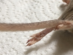 Chaetodipus penicillatus